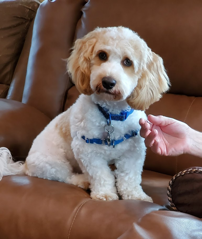 Cockapoo Pup