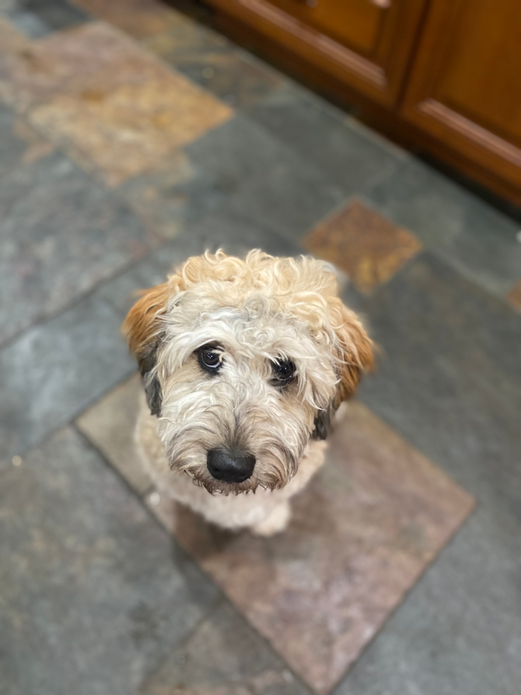 Cute Mini Labradoodle Pup in