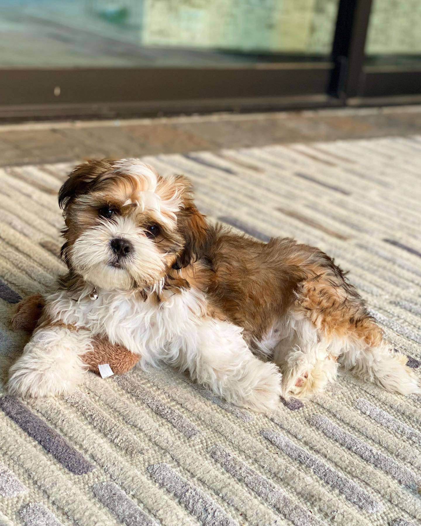 Best Shih Tzu Baby