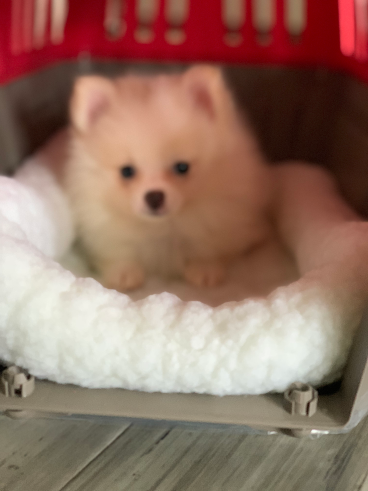 Little Pomeranian Pup