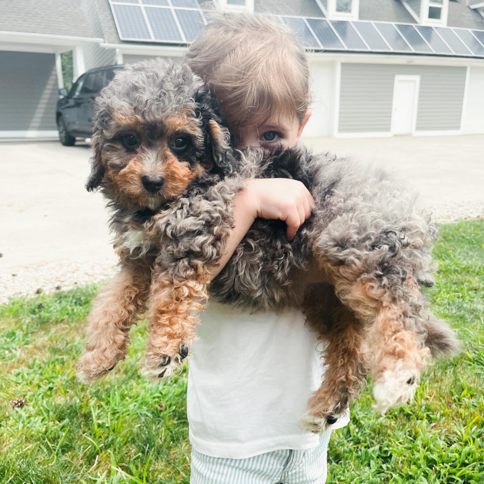 Mooresville Mini Bernedoodle Pup