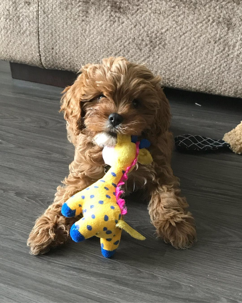 Friendly Cavapoo Pup