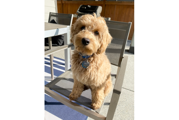 Funny Cavapoo Poodle Mix Pup