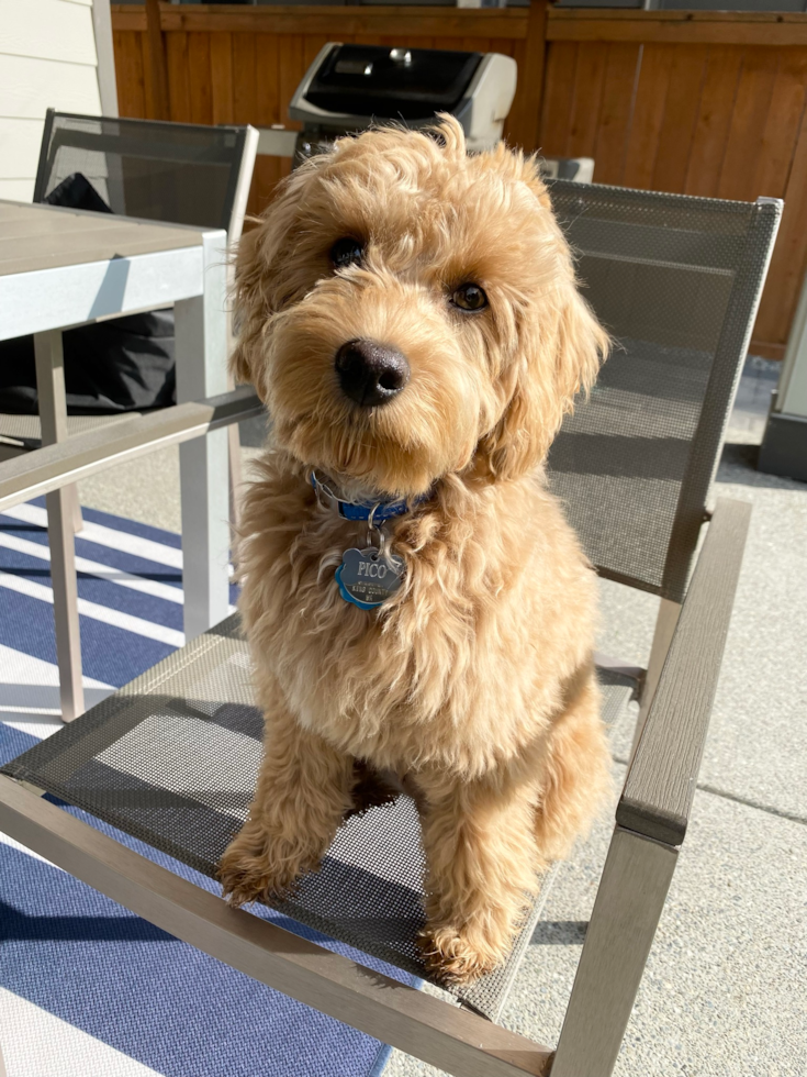 Little Cavoodle Poodle Mix Pup