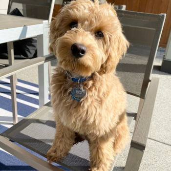 Little Cavoodle Poodle Mix Pup