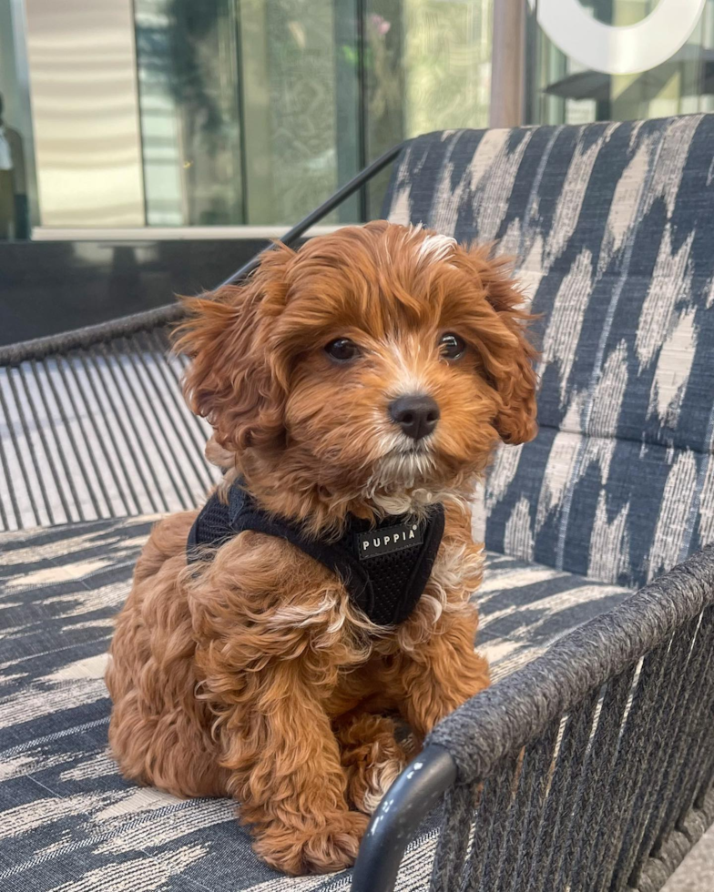 Los Angeles Cavapoo Pup