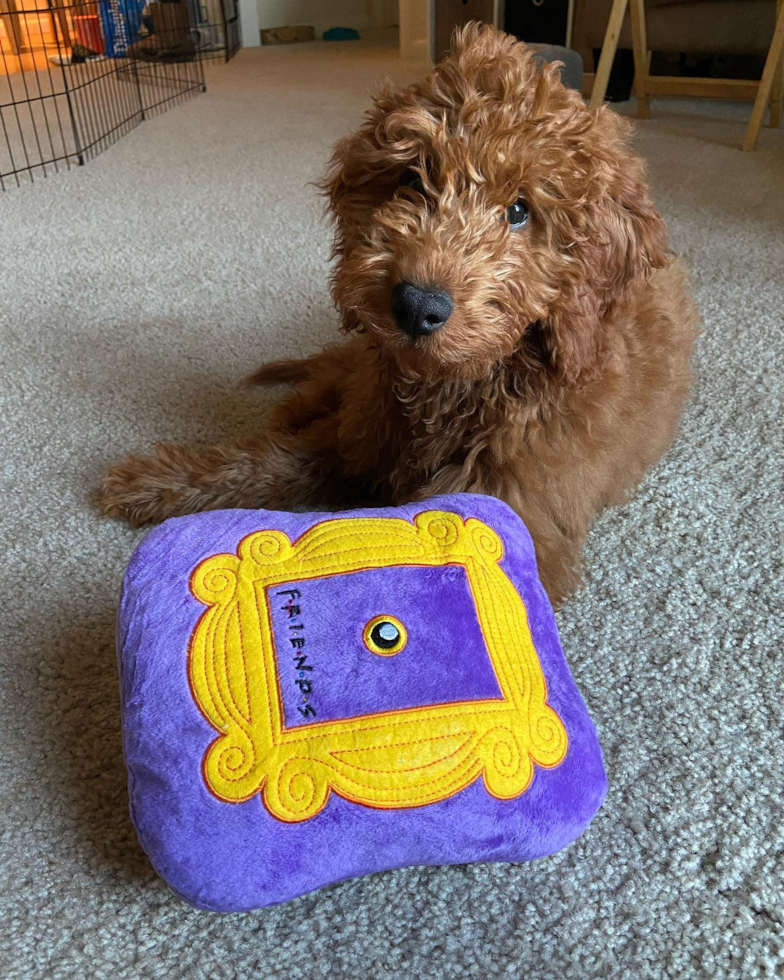 Mini Goldendoodle Being Cute