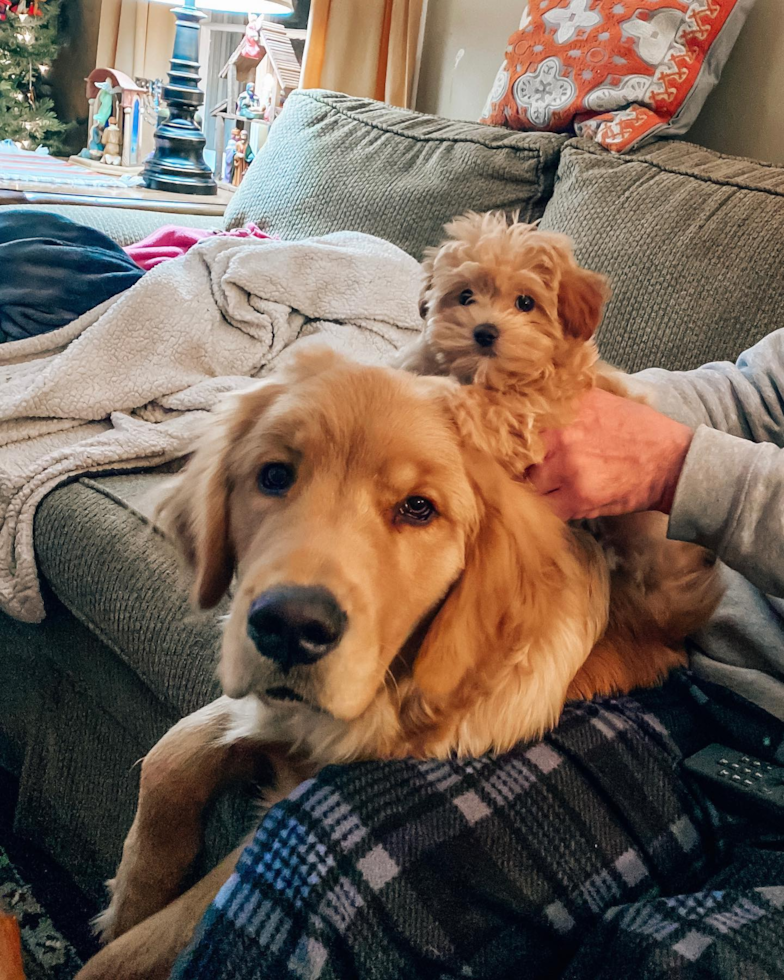 Maltipoo Being Cute