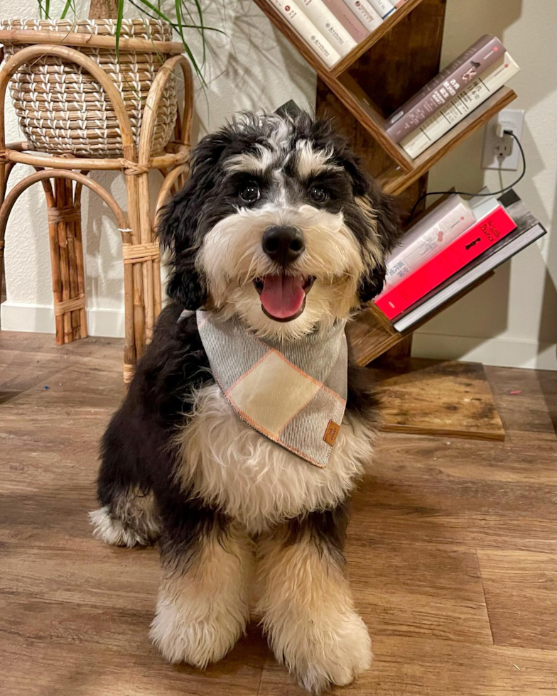 Sweet Mini Bernedoodle Pup in El Cerrito CA