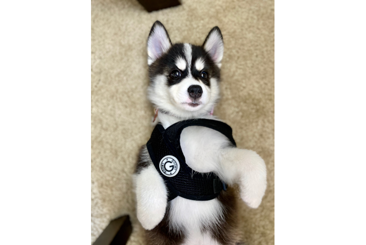 Happy Pomsky Baby