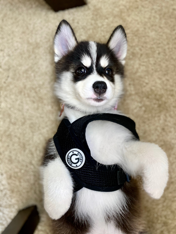 Cute Pomsky Pup