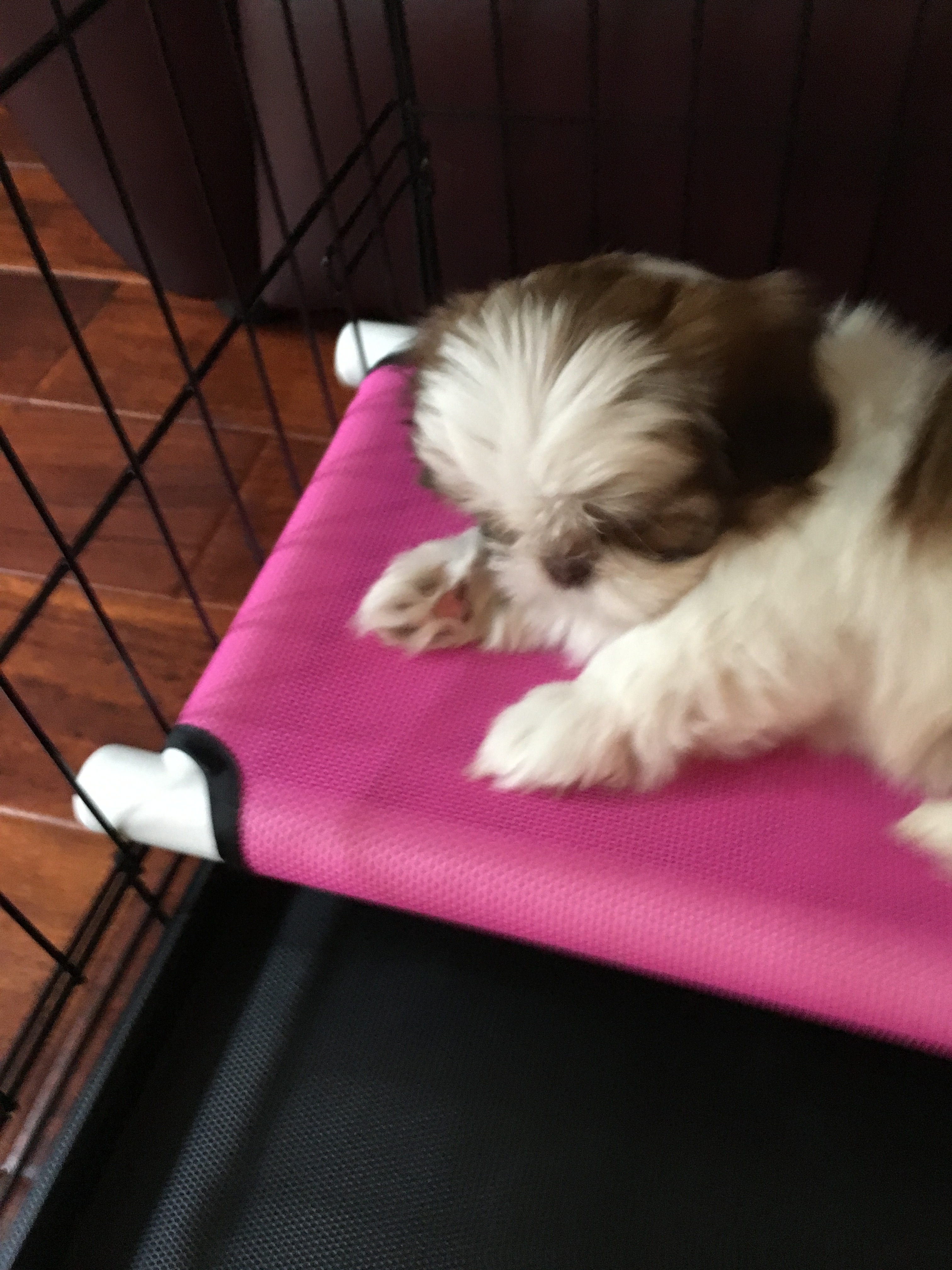 Adorable Shit Designer Puppy