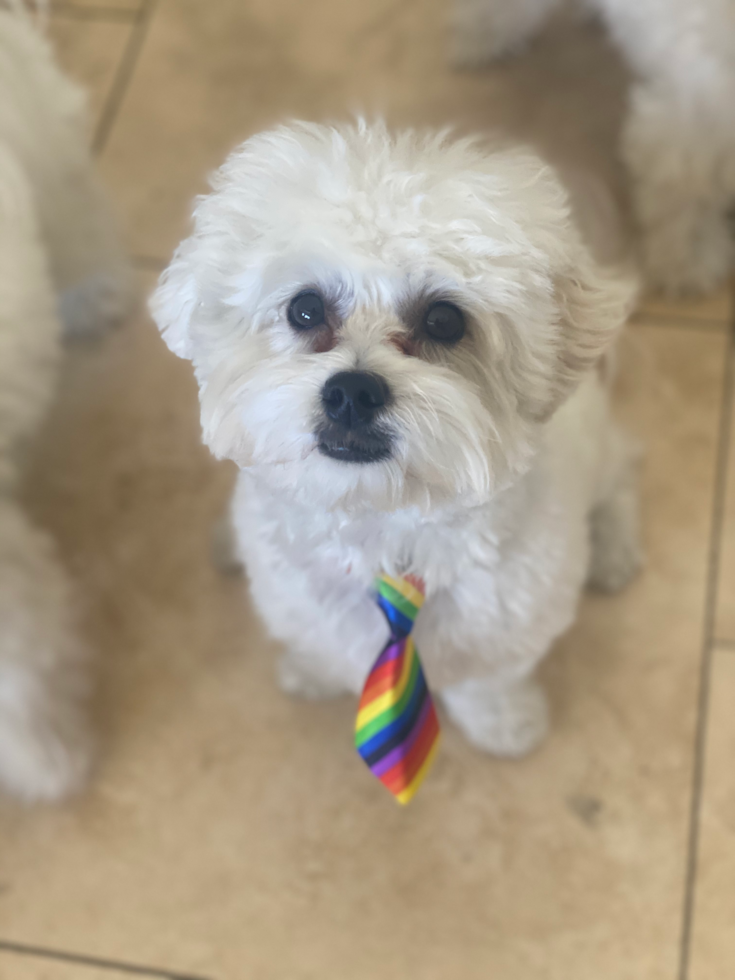 Scottsdale Maltipoo Pup