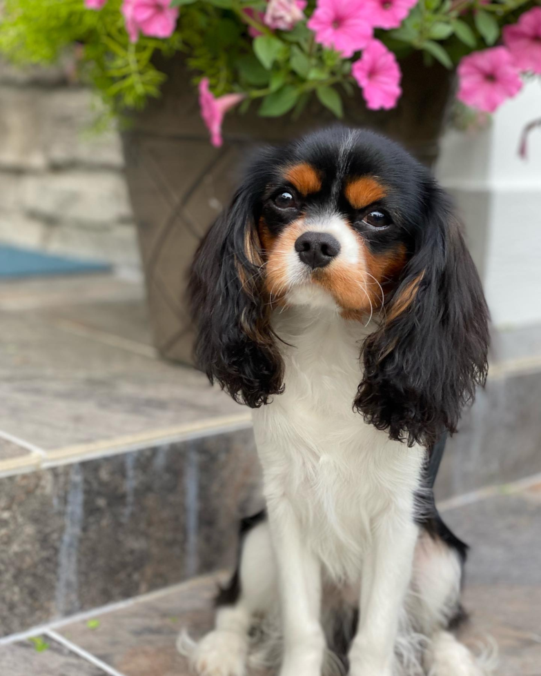 Cavalier King Charles Spaniel Being Cute