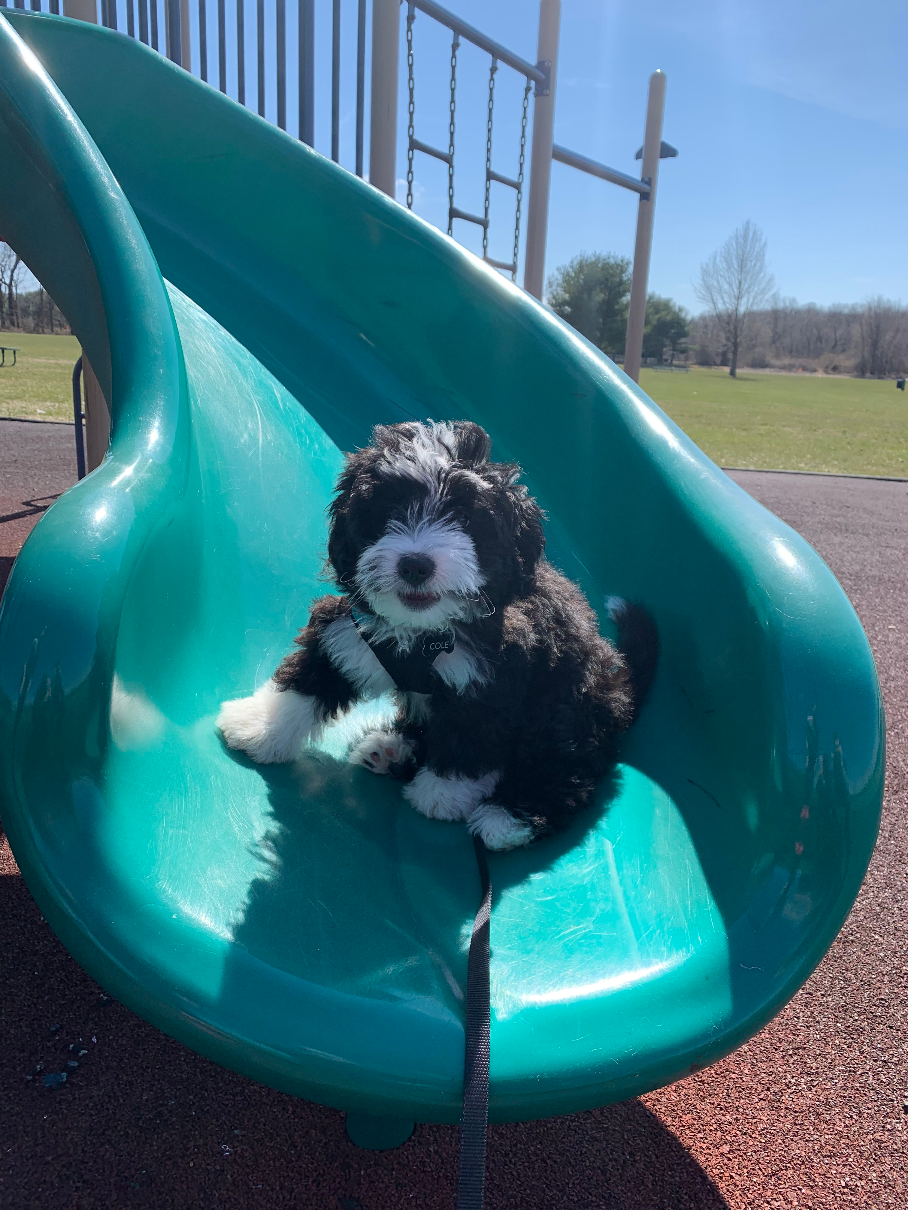 Mini Bernedoodle Pup Being Cute