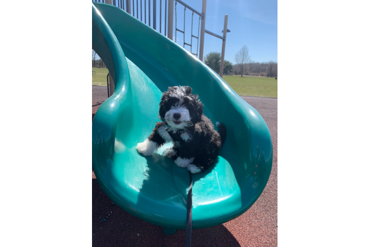 Mini Bernedoodle Pup Being Cute