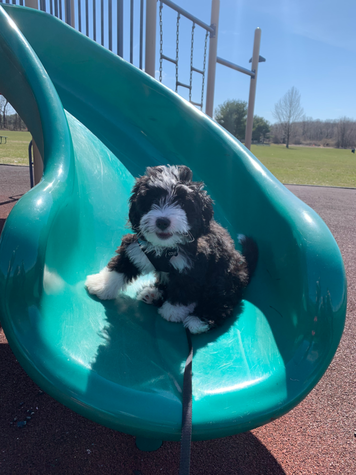 Happy Mini Bernedoodle Pup