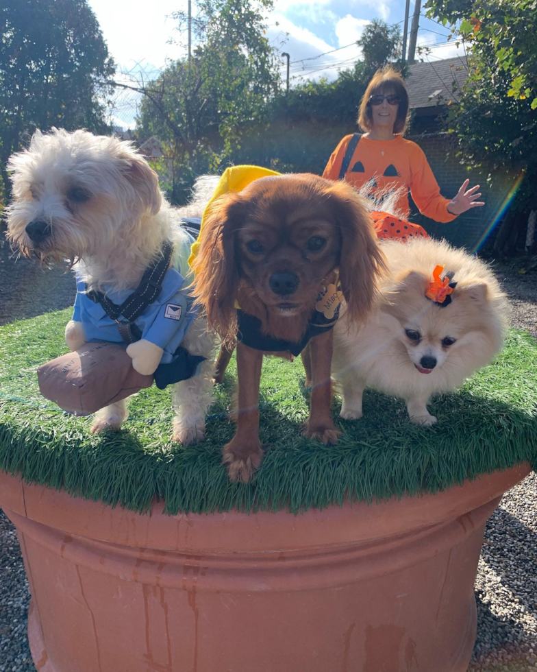 Little Cavalier King Charles Spaniel Pup