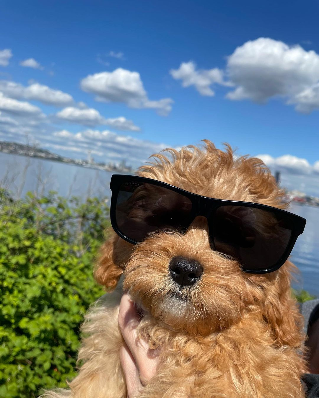 Cavapoo Pup Being Cute