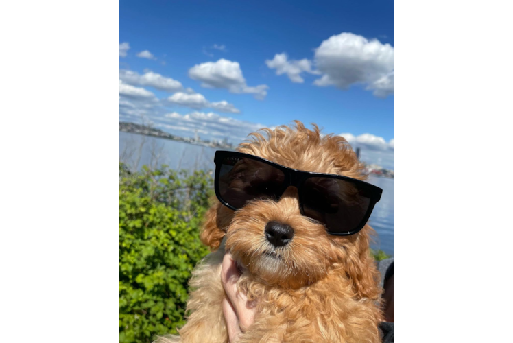 Cavapoo Pup Being Cute