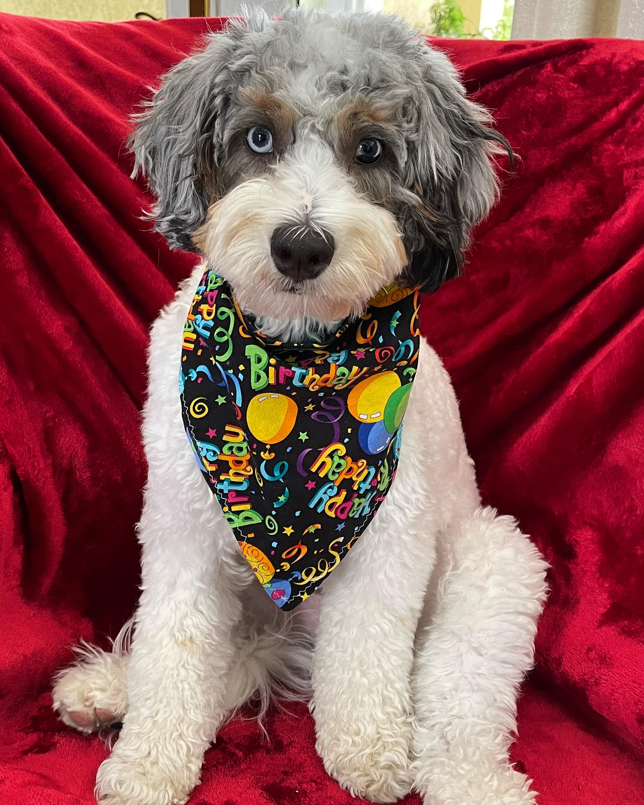 Fluffy Mini Bernedoodle Poodle Mix Pup