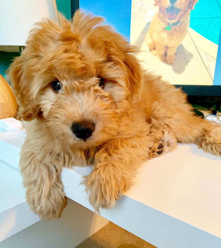 Small Mini Goldendoodle Pup in Orlando FL