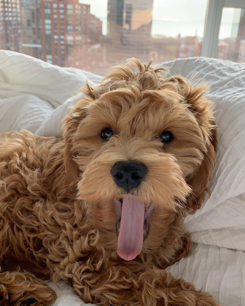 Cute Cockapoo Pup in Frankfort IL