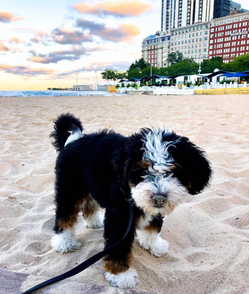 Funny Mini Bernedoodle Poodle Mix Pup