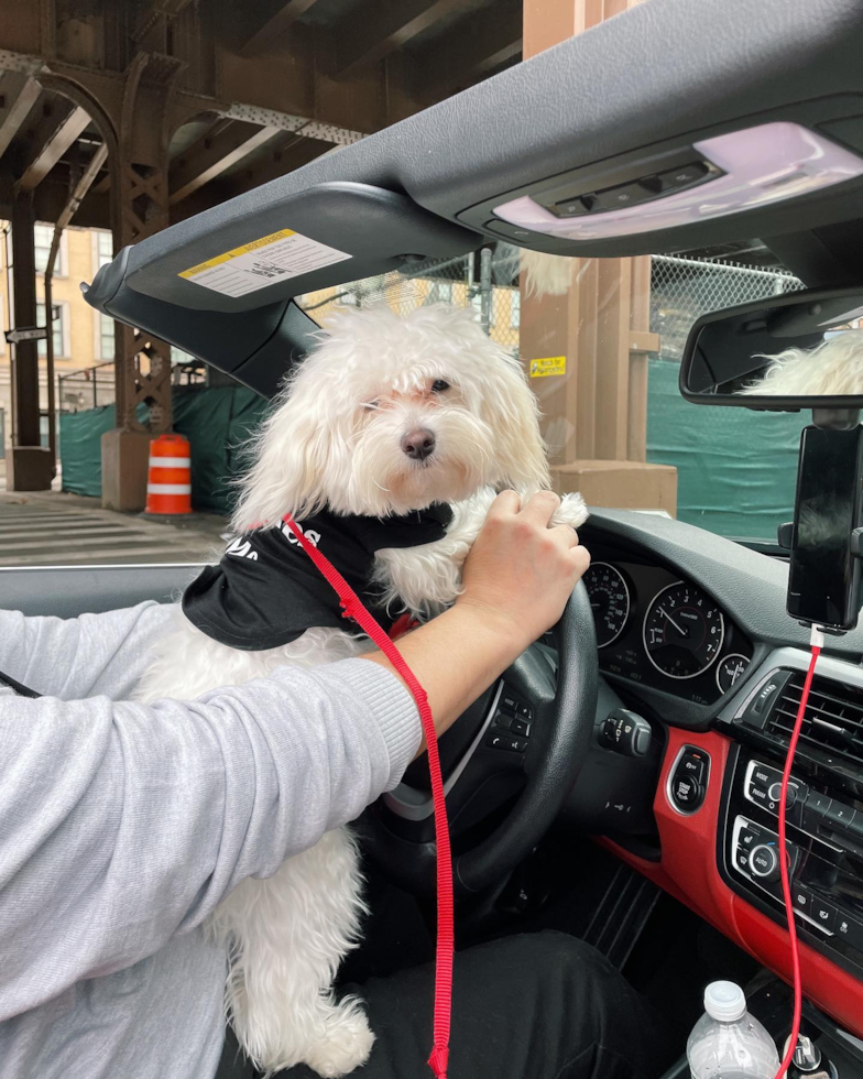 Playful Maltepoo Poodle Mix Pup