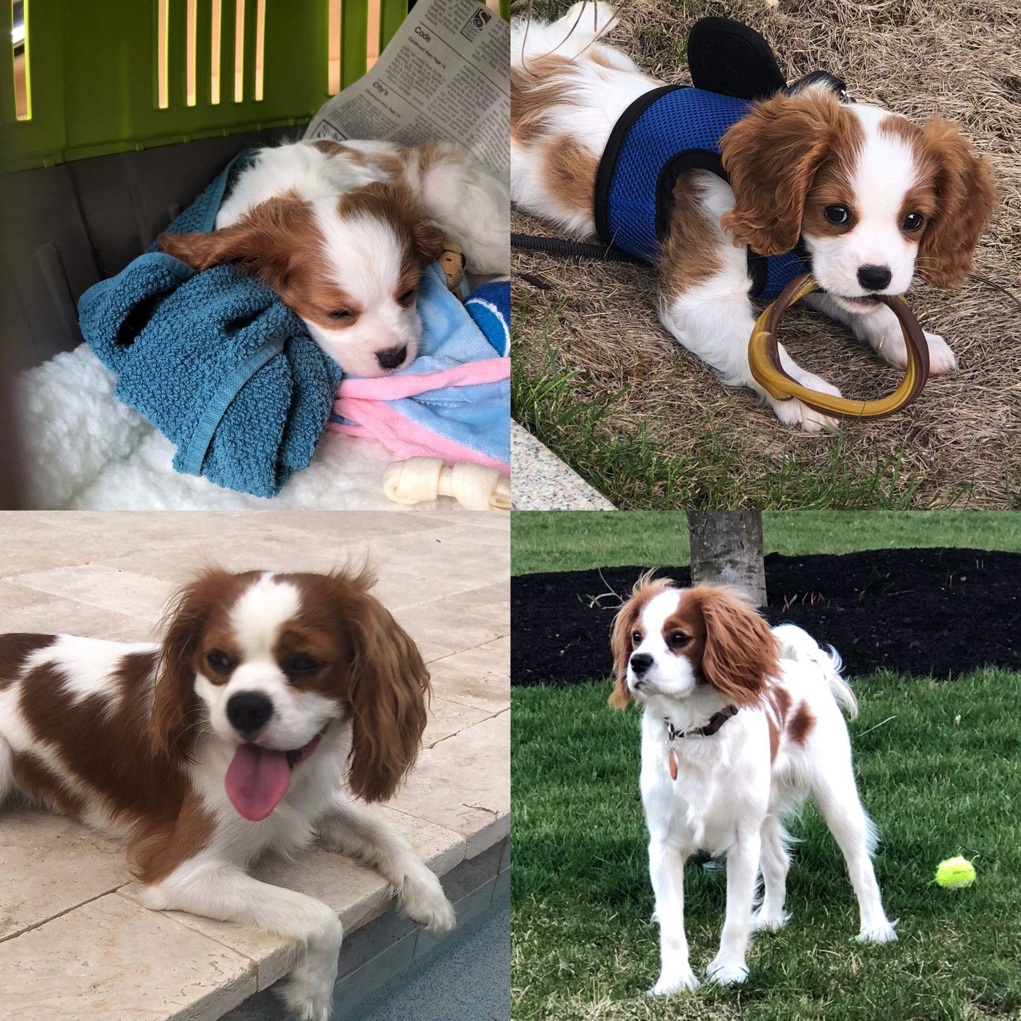 Best Cavalier King Charles Spaniel Baby