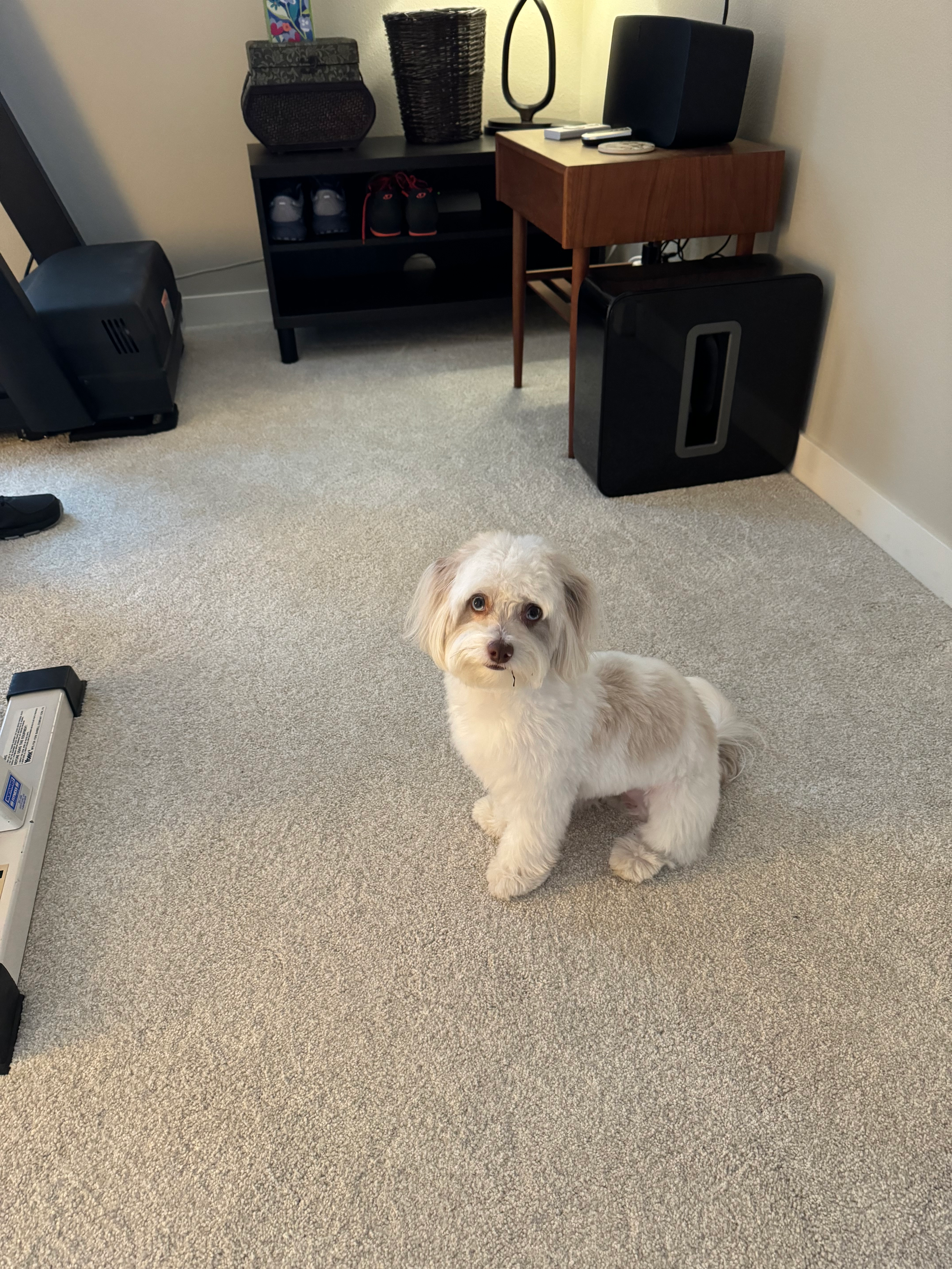 Havapoo Puppy for Adoption