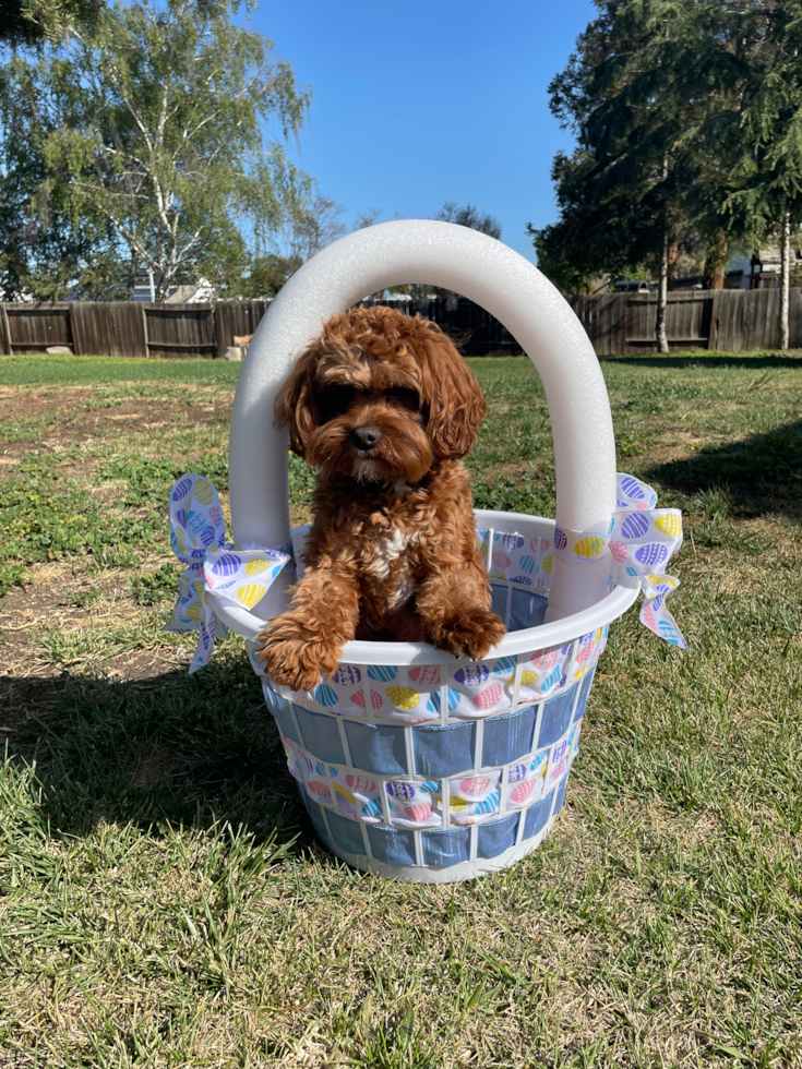 Cute Cavapoo Pup in Hollister CA