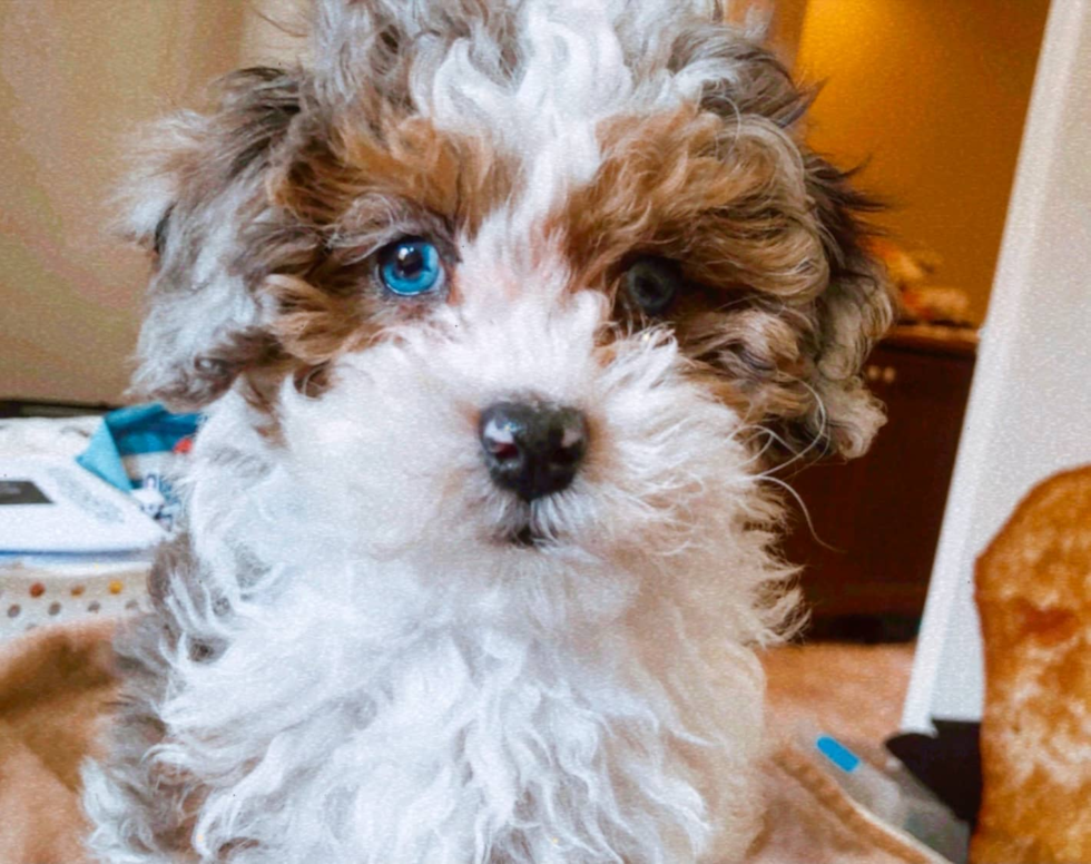 Hayward Shih Poo Pup