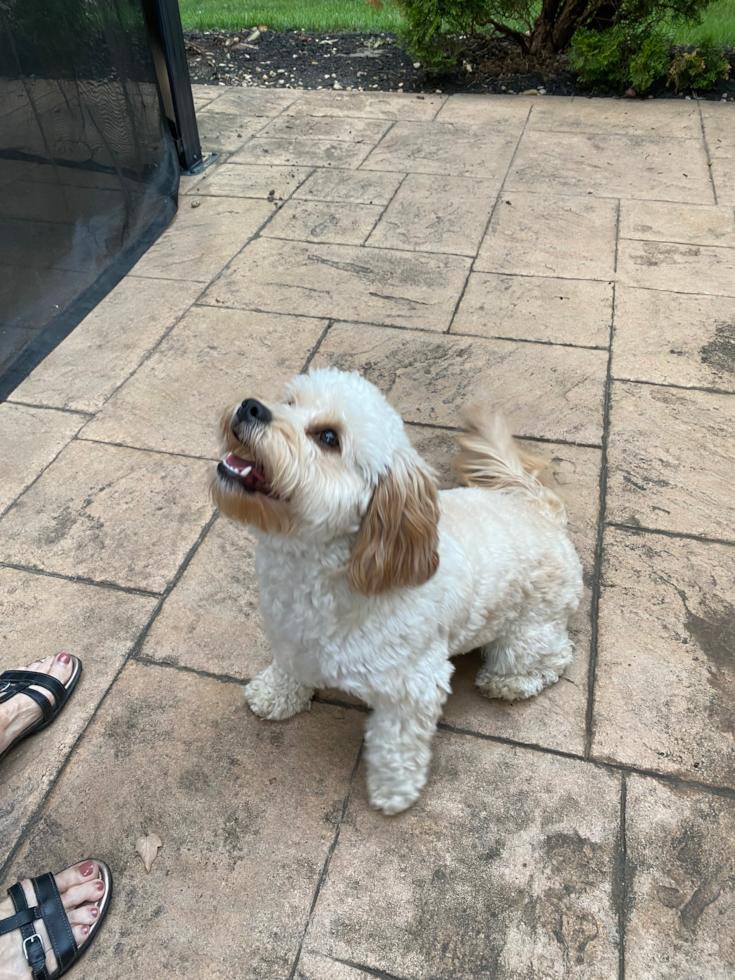 Small Cavapoo Pup in