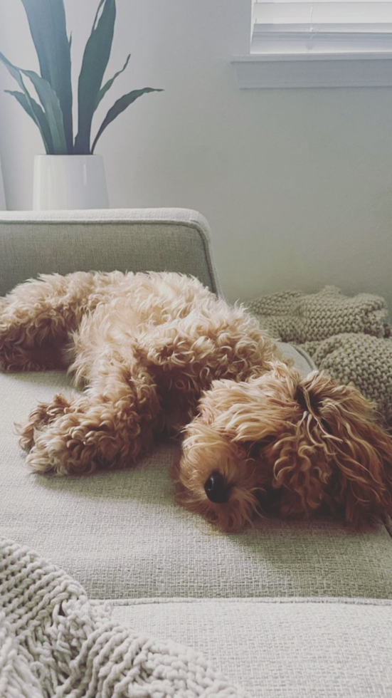 Small Maltipoo Pup