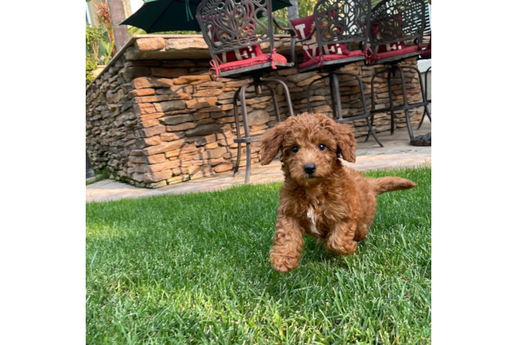 Best Mini Goldendoodle Baby