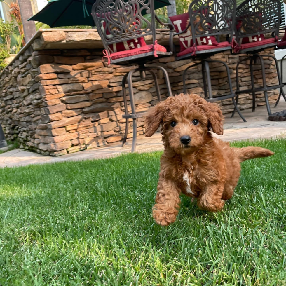 Mini Goldendoodle Being Cute