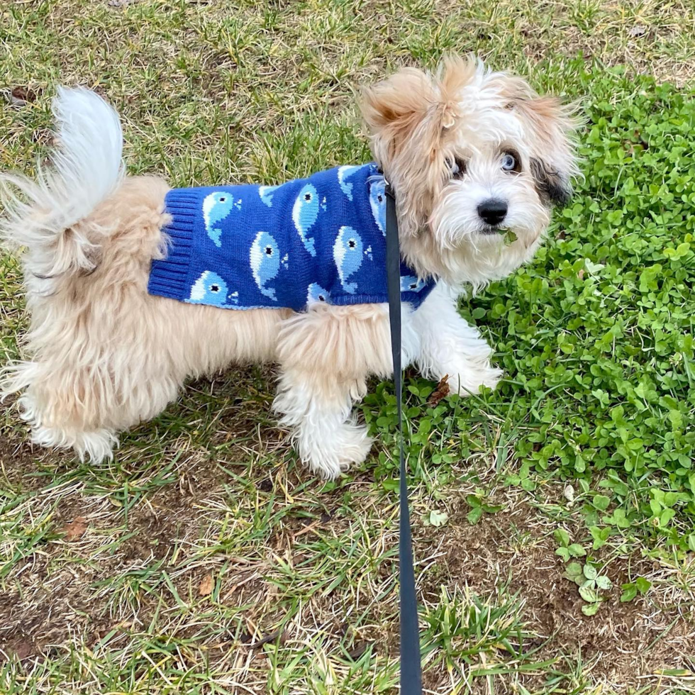 Hypoallergenic Australian Designer Pup