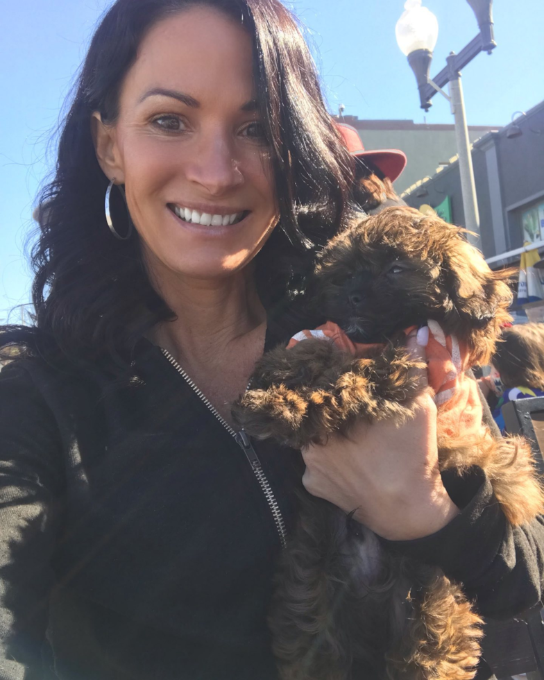 Redondo Beach Shih Poo Pup