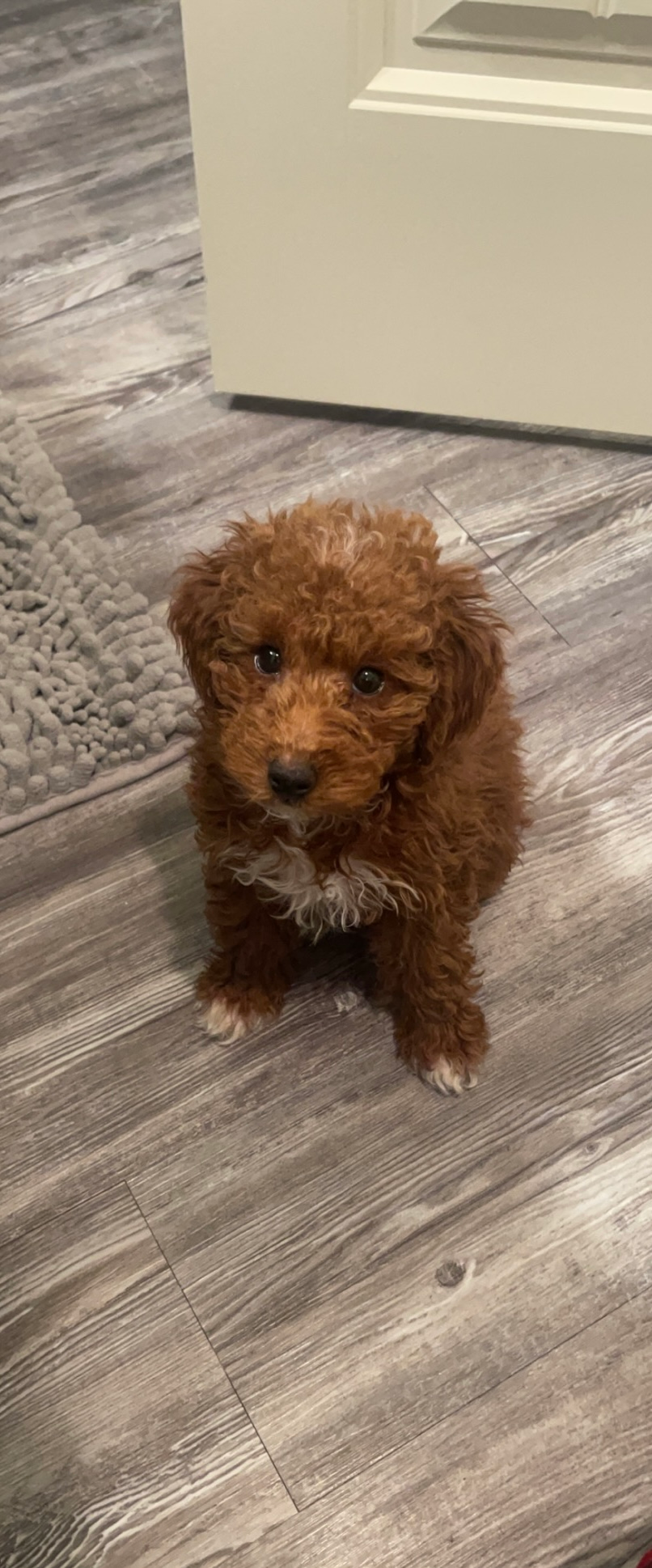 Sweet Pudle Purebred Puppy