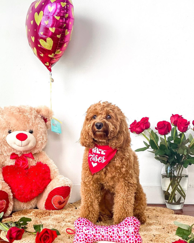 Small Mini Goldendoodle Pup in Miami Beach FL