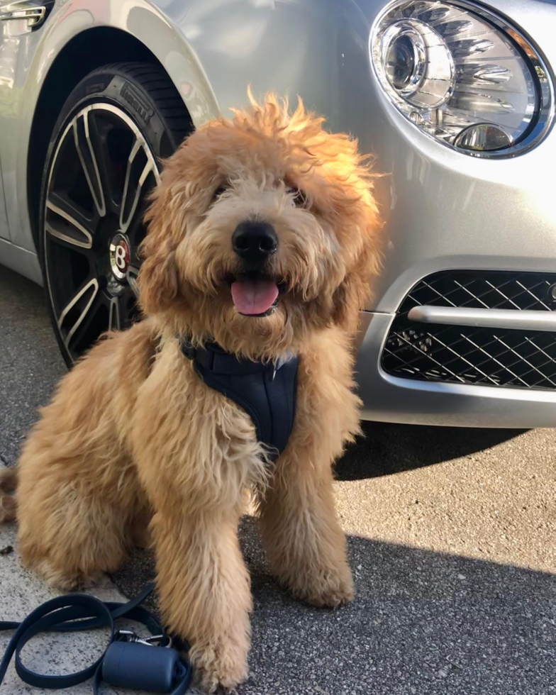 Fluffy Mini Goldendoodle Poodle Mix Pup