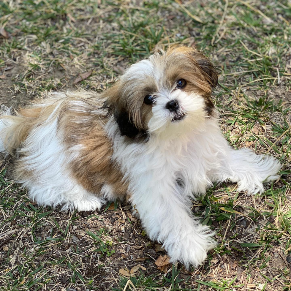 Friendly Teddy Bear Pup