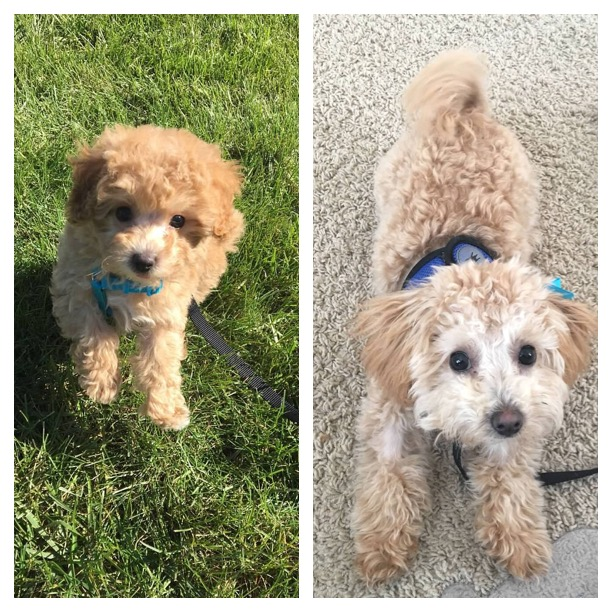 Petite Maltipoo Poodle Mix Pup