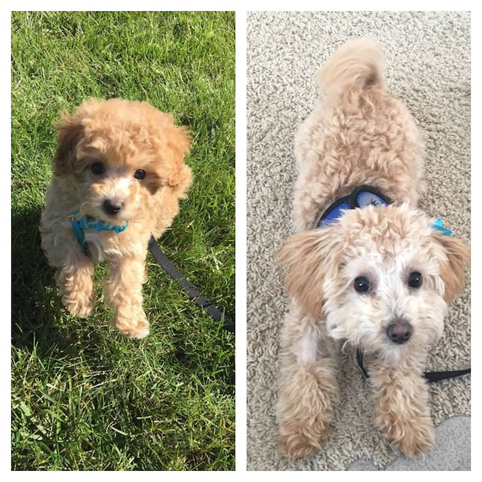 Cute Maltipoo Pup in Pickerington OH