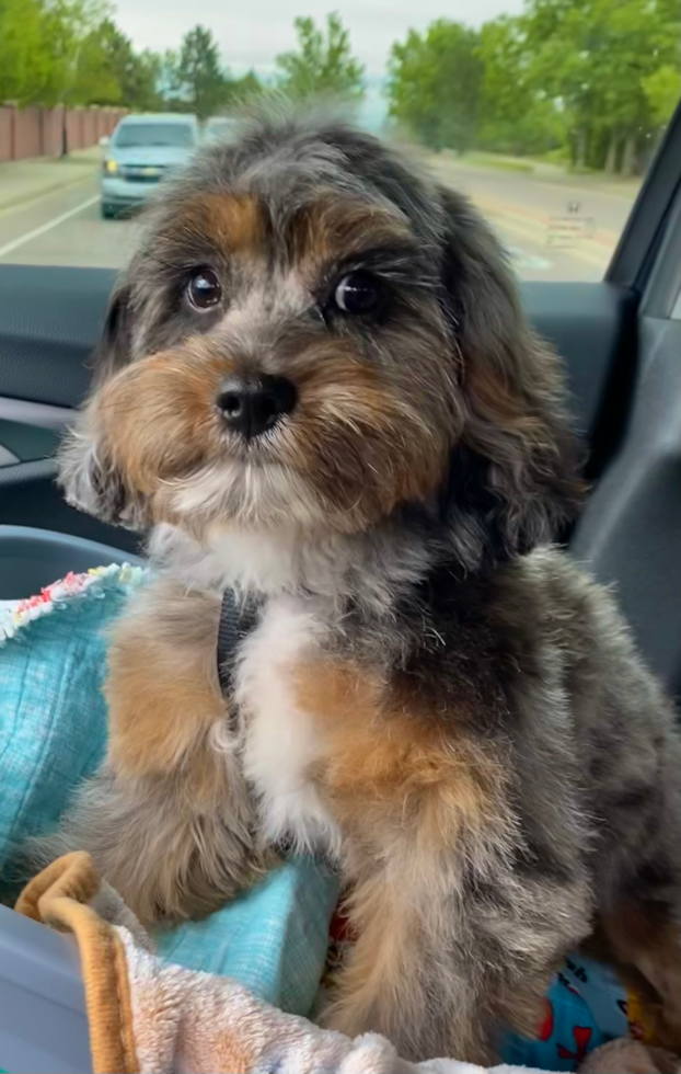 Cavapoo Being Cute