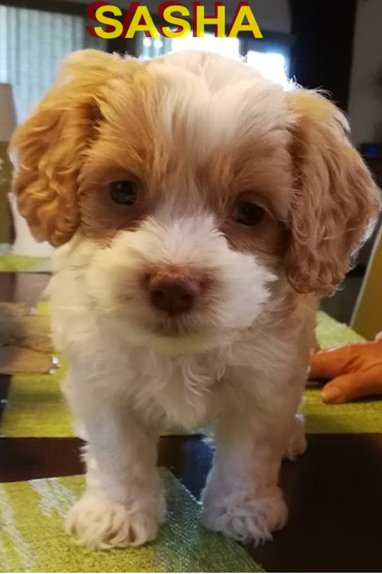 Vacaville Cockapoo Pup