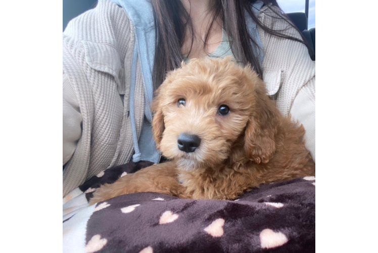 Playful Golden Retriever Poodle Mix Puppy