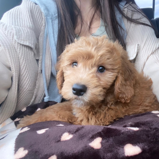 Little Golden Retriever Poodle Mix Pup