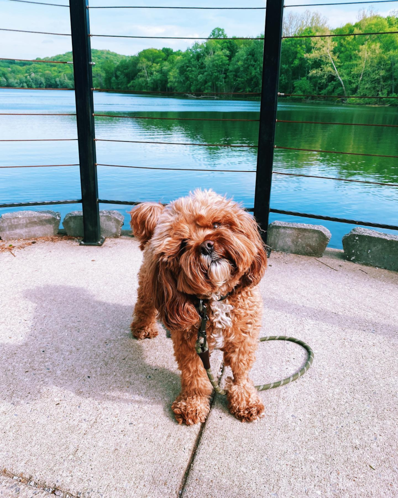 Little Cavoodle Poodle Mix Pup